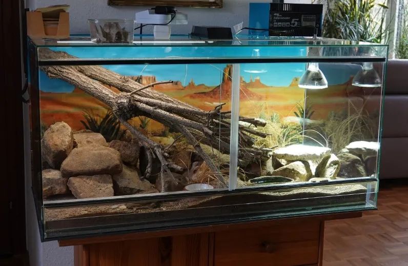 「原来欧洲有这么多种蛇？！」偷师卡塞尔的豢龙大师·下