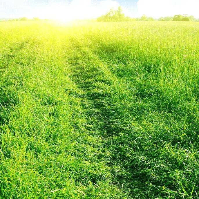 绿草自然风景图片,惊艳高清山水花草风景图片