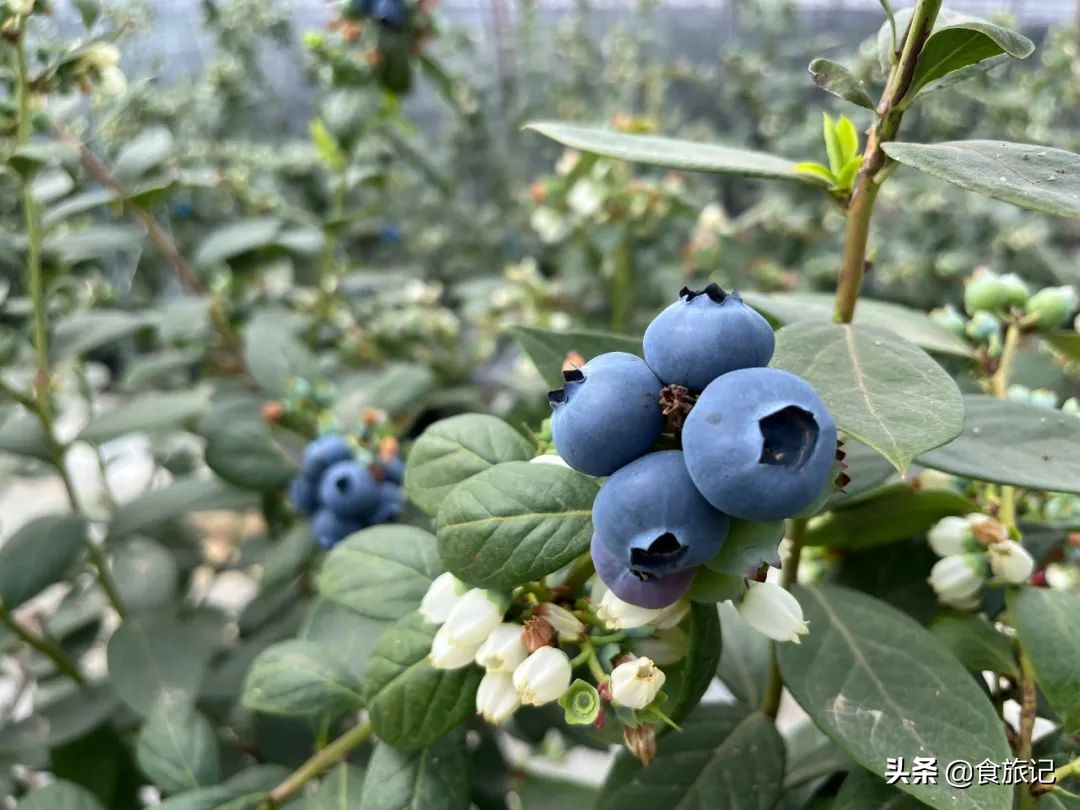 对不起蓝莓,再也不说你只能当摆盘用了