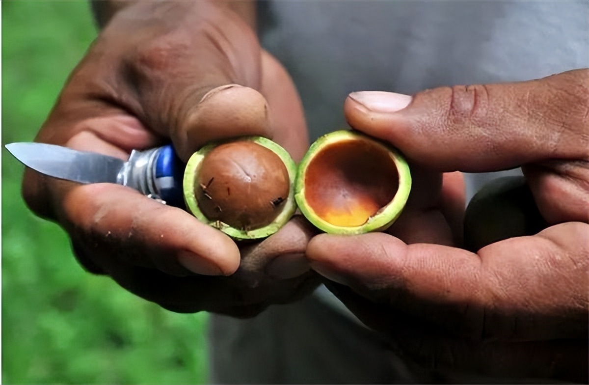 夏威夷果为什么叫夏威夷果,夏威夷果为什么叫鸡蛋果