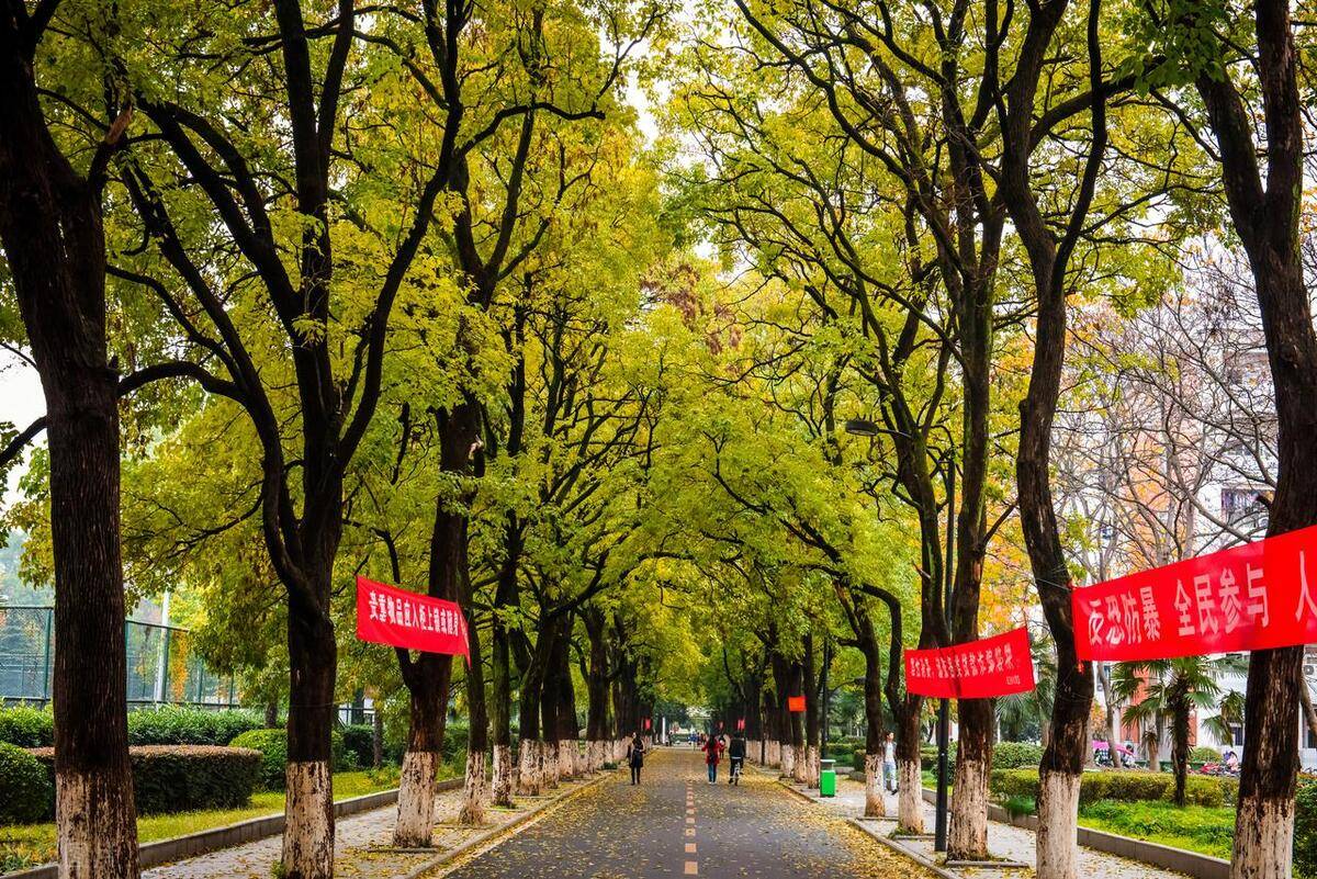 2023合肥工业大学专业排名，信息管理与信息系统2专业A++,7专业A+