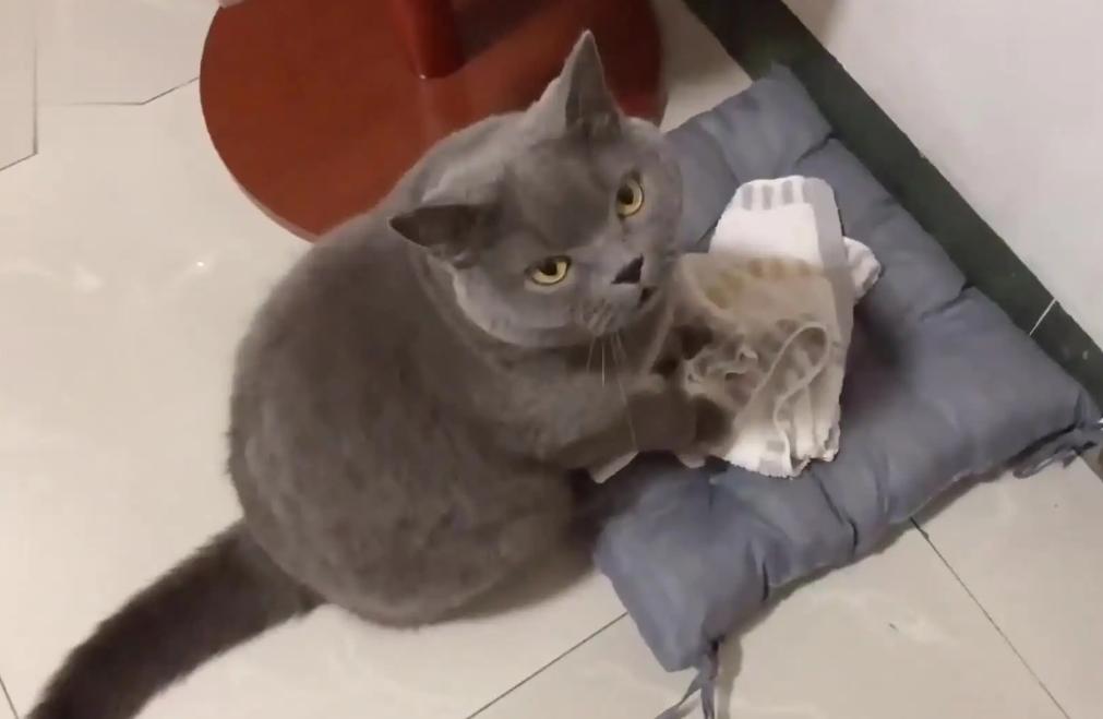 新手养英短蓝猫的十大忠告,英短蓝猫饲养技巧和方法