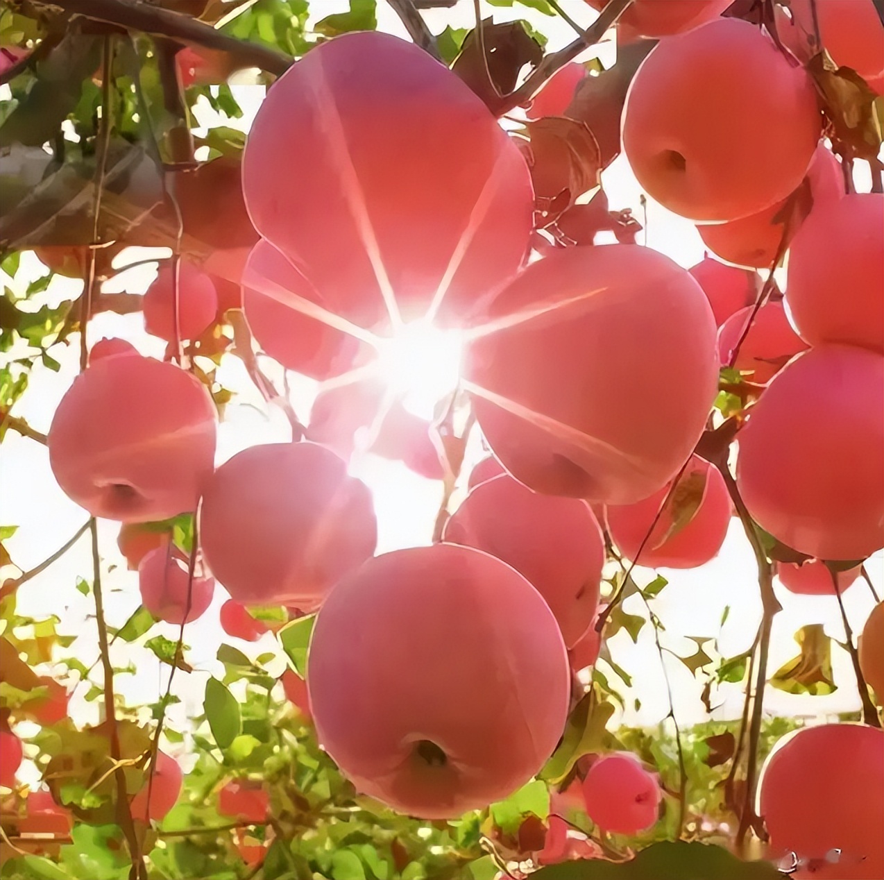 甘肃泾川县经济怎么样,甘肃泾川