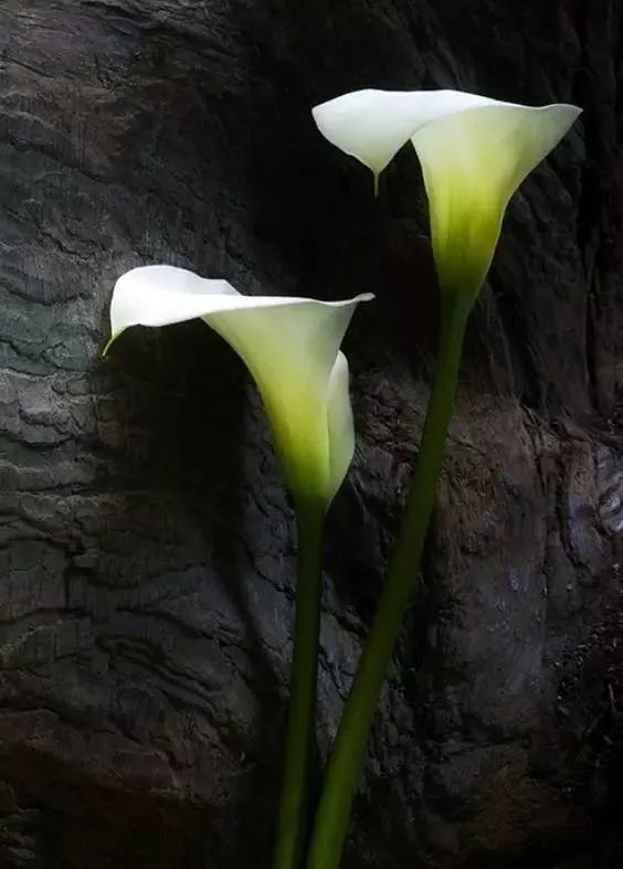 马蹄莲新娘,马蹄莲新娘手捧花图片