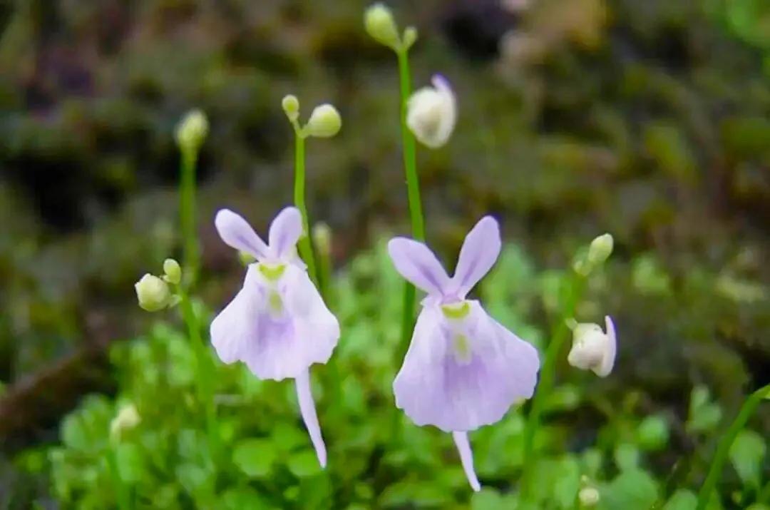 狸藻花图片大全,可爱的狸藻花图片