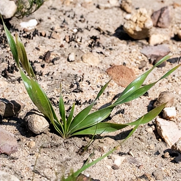 102个大类近500个多肉植物图片，都极其美丽，建议在家中也养一盆