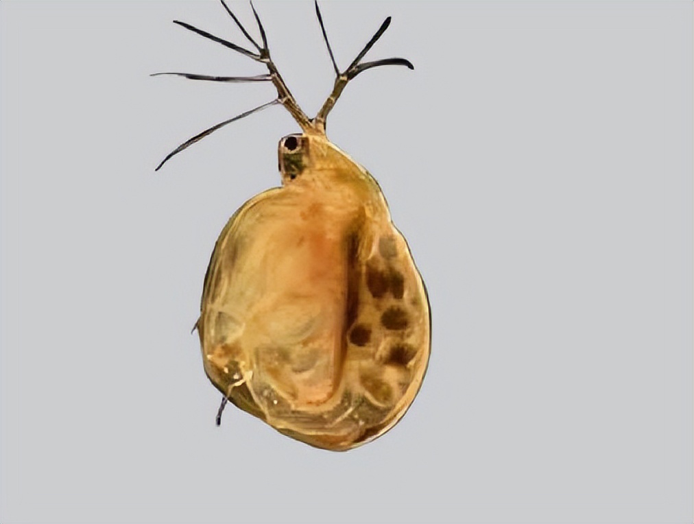 吡螨胺对以掌肢新米虾、泉膀胱螺和金鱼藻为主的生态系统的影响