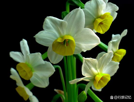 水仙知识大全,关于水仙的东西