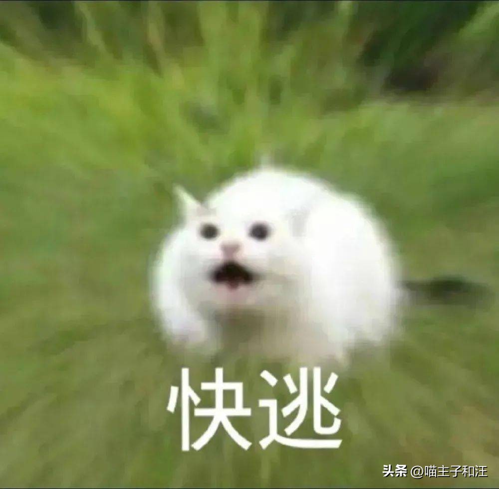 猫被打成脑震荡,猫咪被我打成应激脑震荡