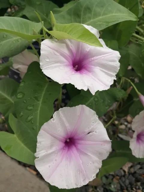 十大常见的蔬菜花,适合开花的日常蔬菜有哪些