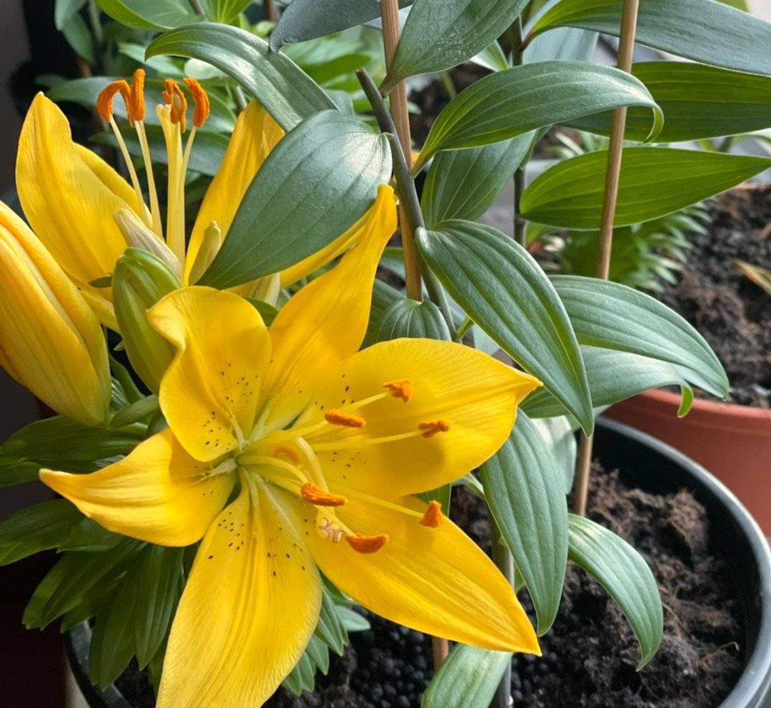 冬季盆栽百合花开完怎么处理,百合花种球冬季种植方法