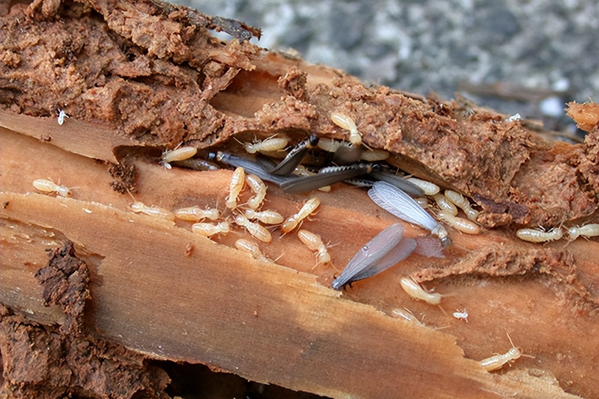 家里有白蚁教你一招灭光光,家中白蚁的防治方法