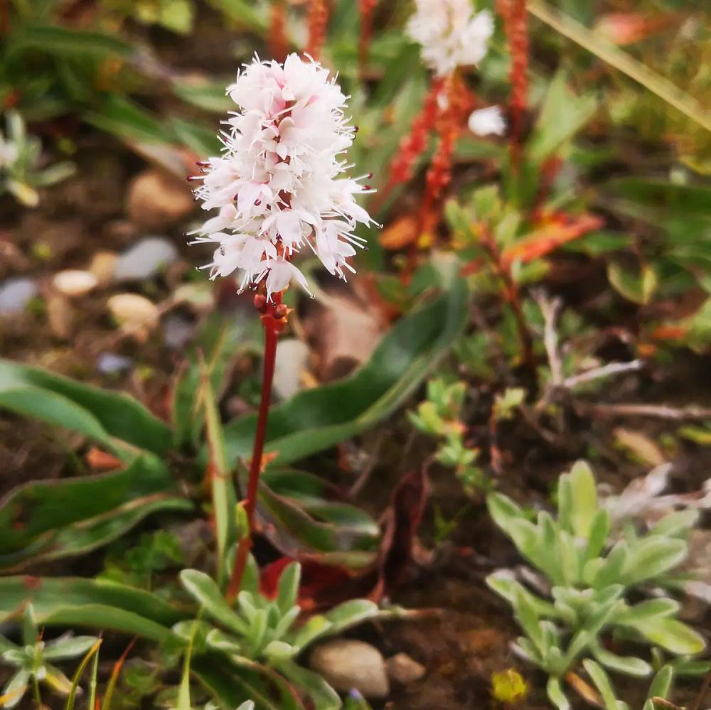 中国特有伊犁鼠兔，喜食天山药草还不会拉肚子，粪便入药叫草灵脂