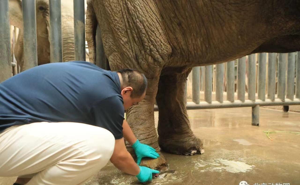 亚洲象腿疾复发，园方称正精心诊疗，将安装轮胎墙缓解象腿压力