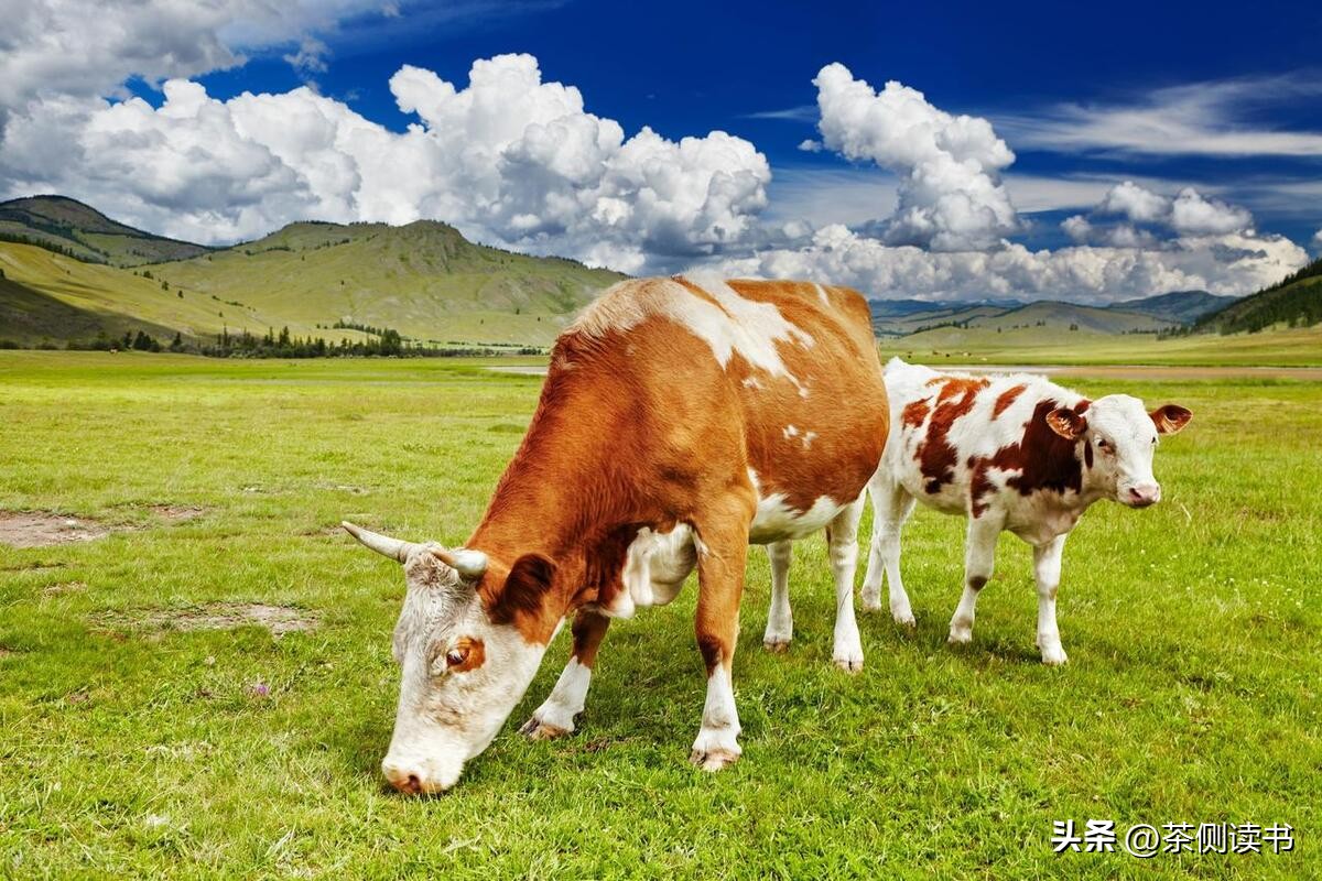 中国人的体质适不适合直接喝牛奶,免疫力不好的人能喝牛奶吗