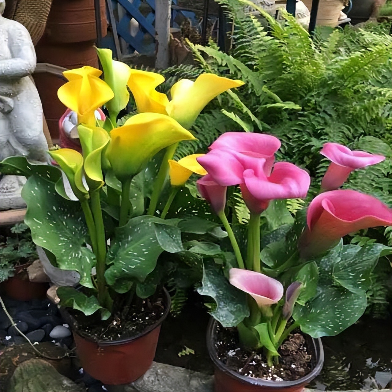 养水牛种什么草最好养,高温下雨后养兰花