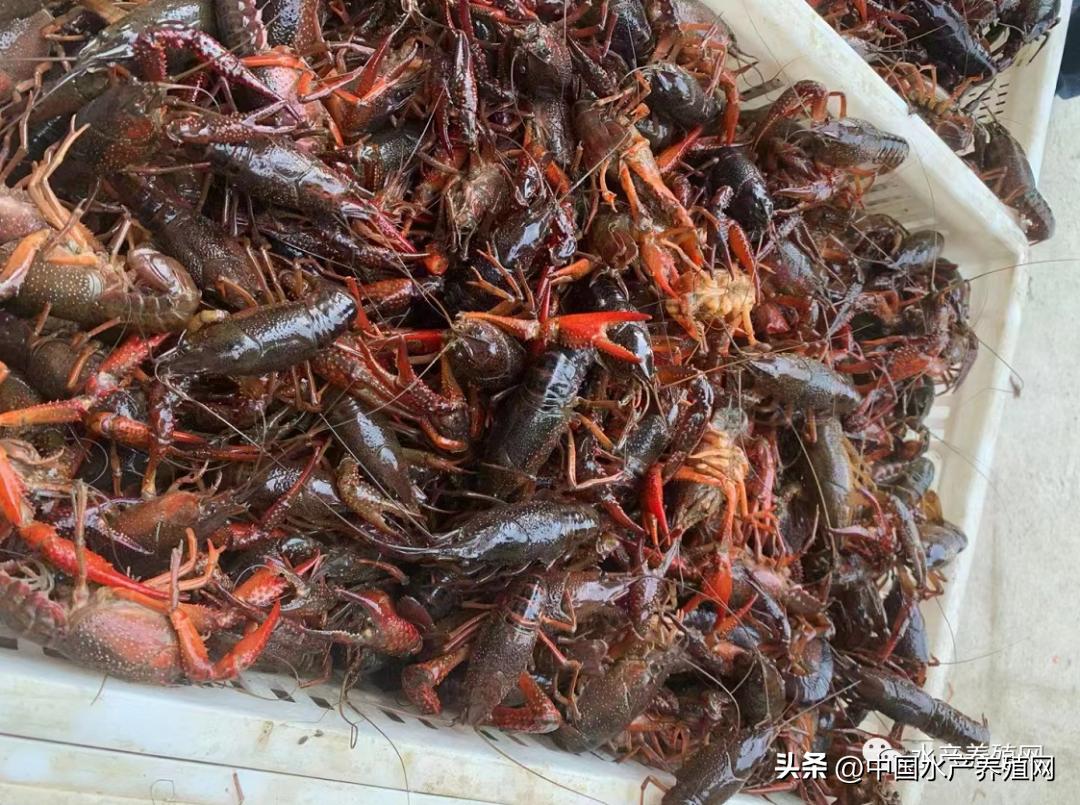 网红小龙虾现在多少钱一斤,小龙虾今日价格表网红