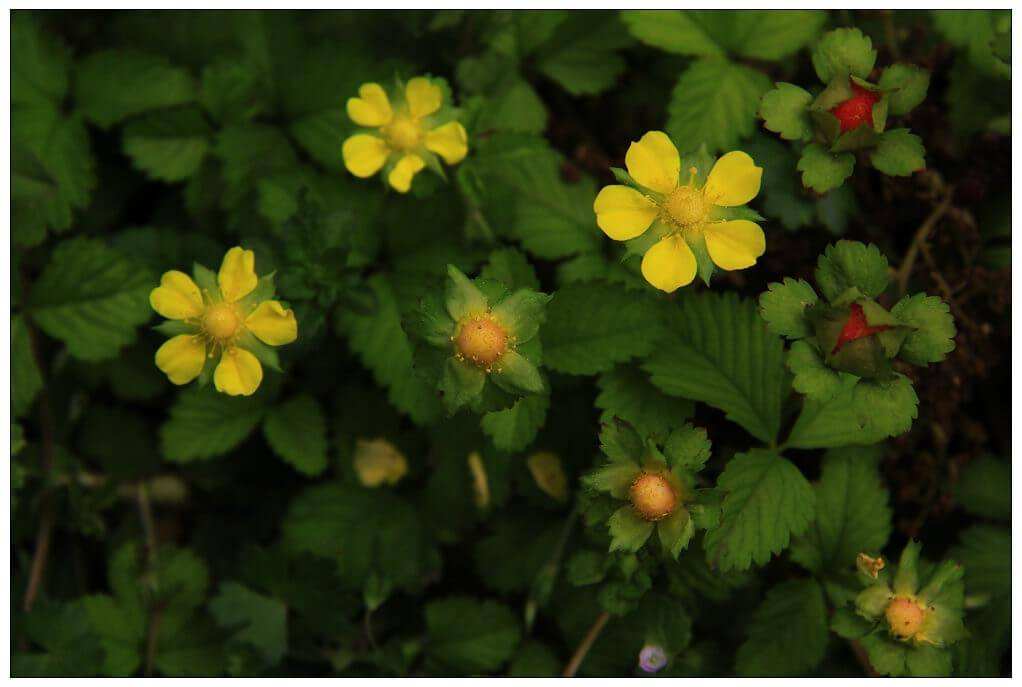 清明期间开的野花有哪些,清明节野花