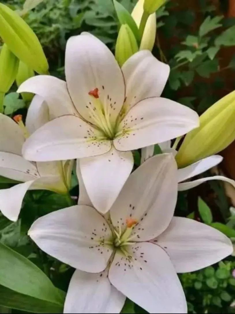 鲜花在水里能养几天会死,新加坡盆栽花卉怎么养