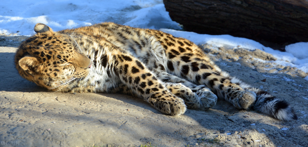 男子开车偶遇东北虎男子喊小老虎,路人驾车偶遇两只东北豹