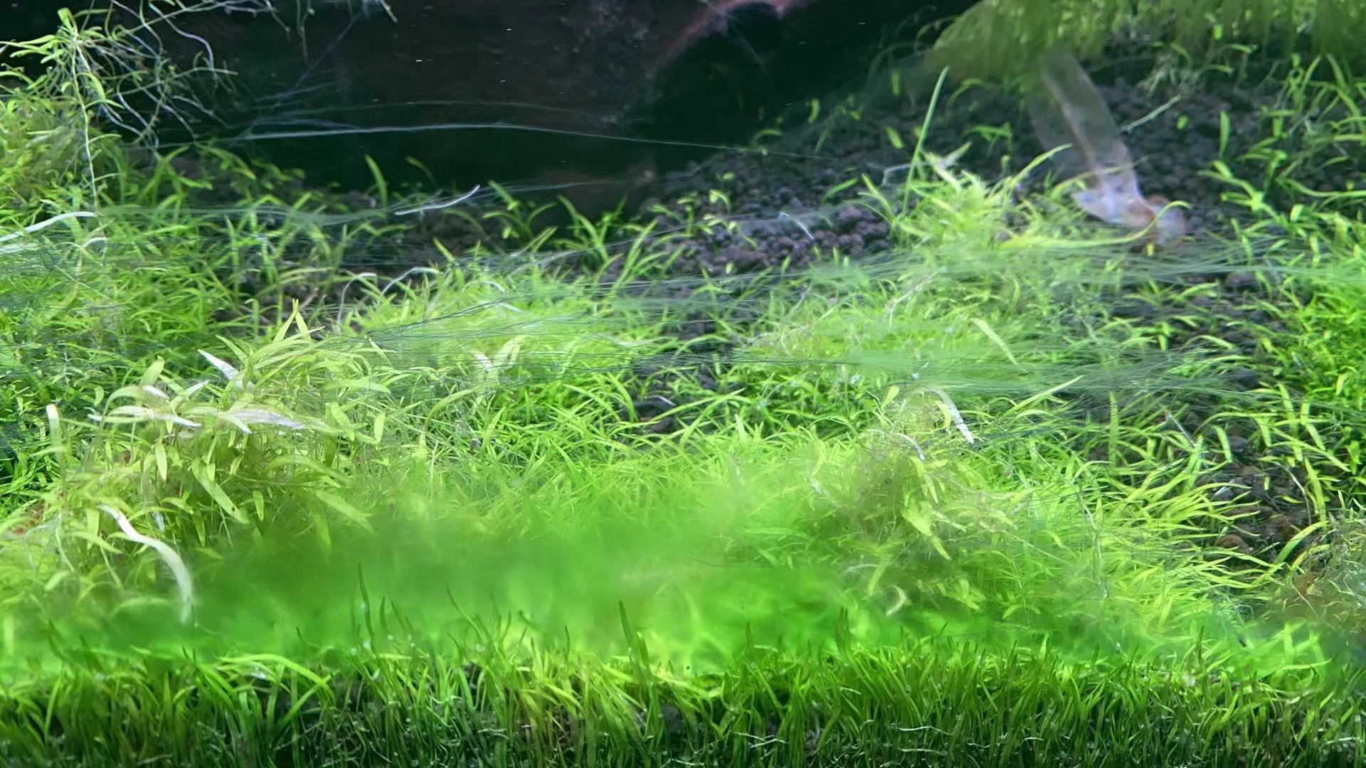 藻类植物可以预防疾病吗,杀菌盐可以预防藻类吗