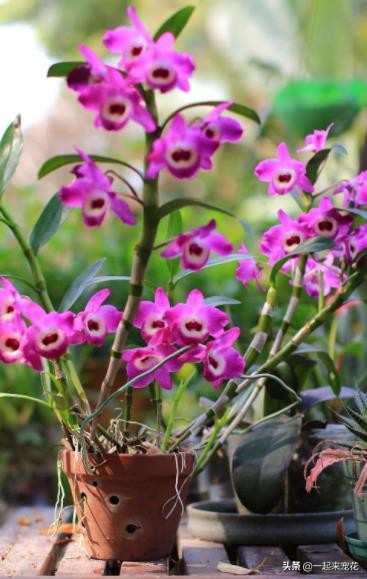 澳洲香水石斛的催花方法,石斛花如何催花