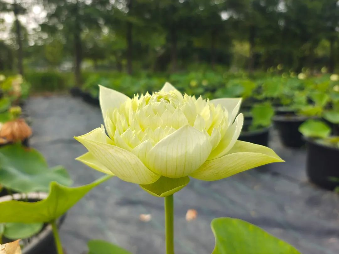 绝美的荷花品种大全图集,超好看荷花品种大型荷花