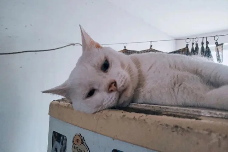 外出一周家里的猫怎么办,出门了家里的猫咪怎么办