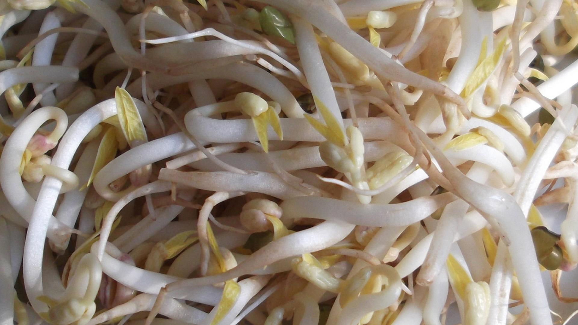 怎样发绿豆芽最快最好,怎样发绿豆芽最快最好吃