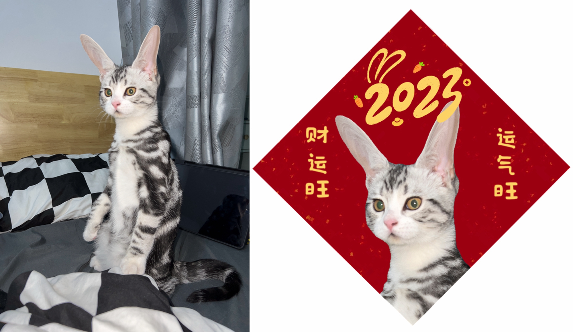 鏉窞濂冲瓙棰嗗吇鐚挭,鏉窞00鍚庡コ鐢熻璁″厰鐚〃鎯呭寘