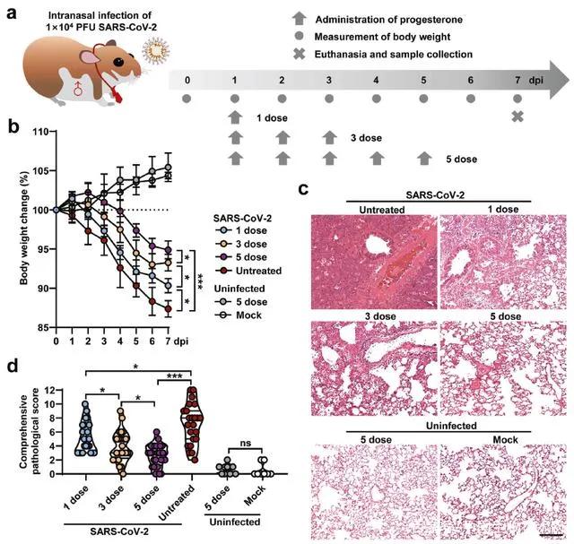 黄体酮可以治疗新冠,新冠感染后女性症状重