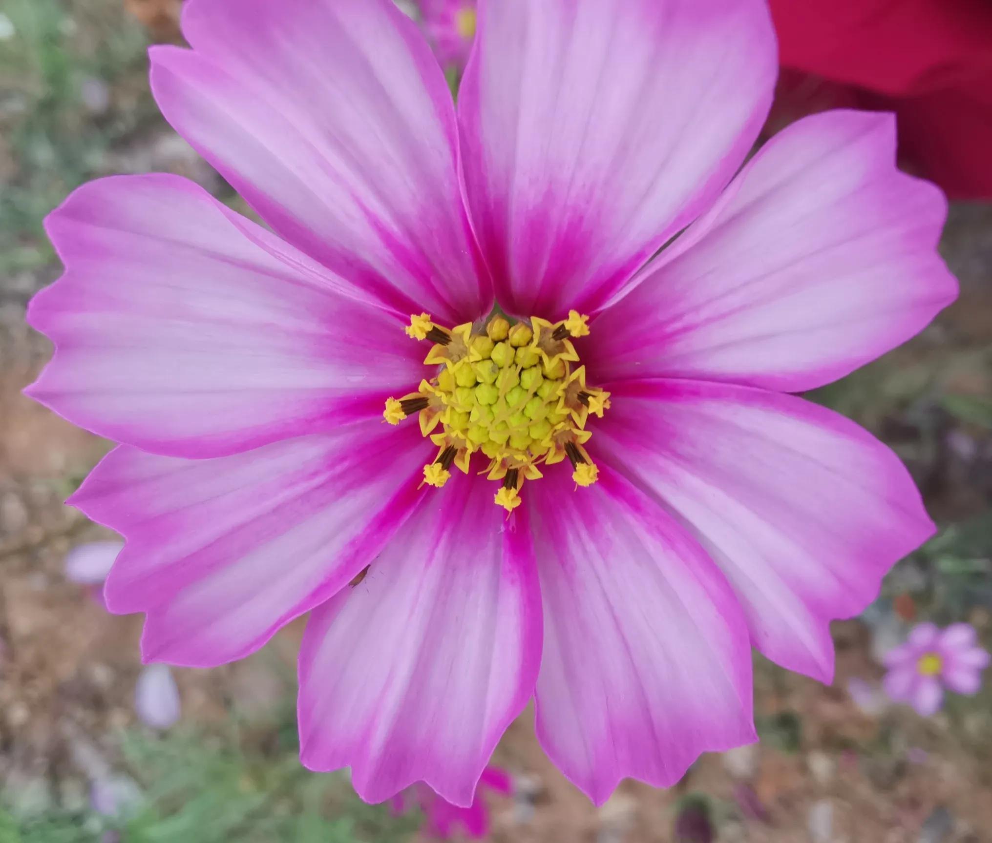 看淡世事沧桑内心安然无恙意思,看淡世事沧桑内心安然无恙诗歌