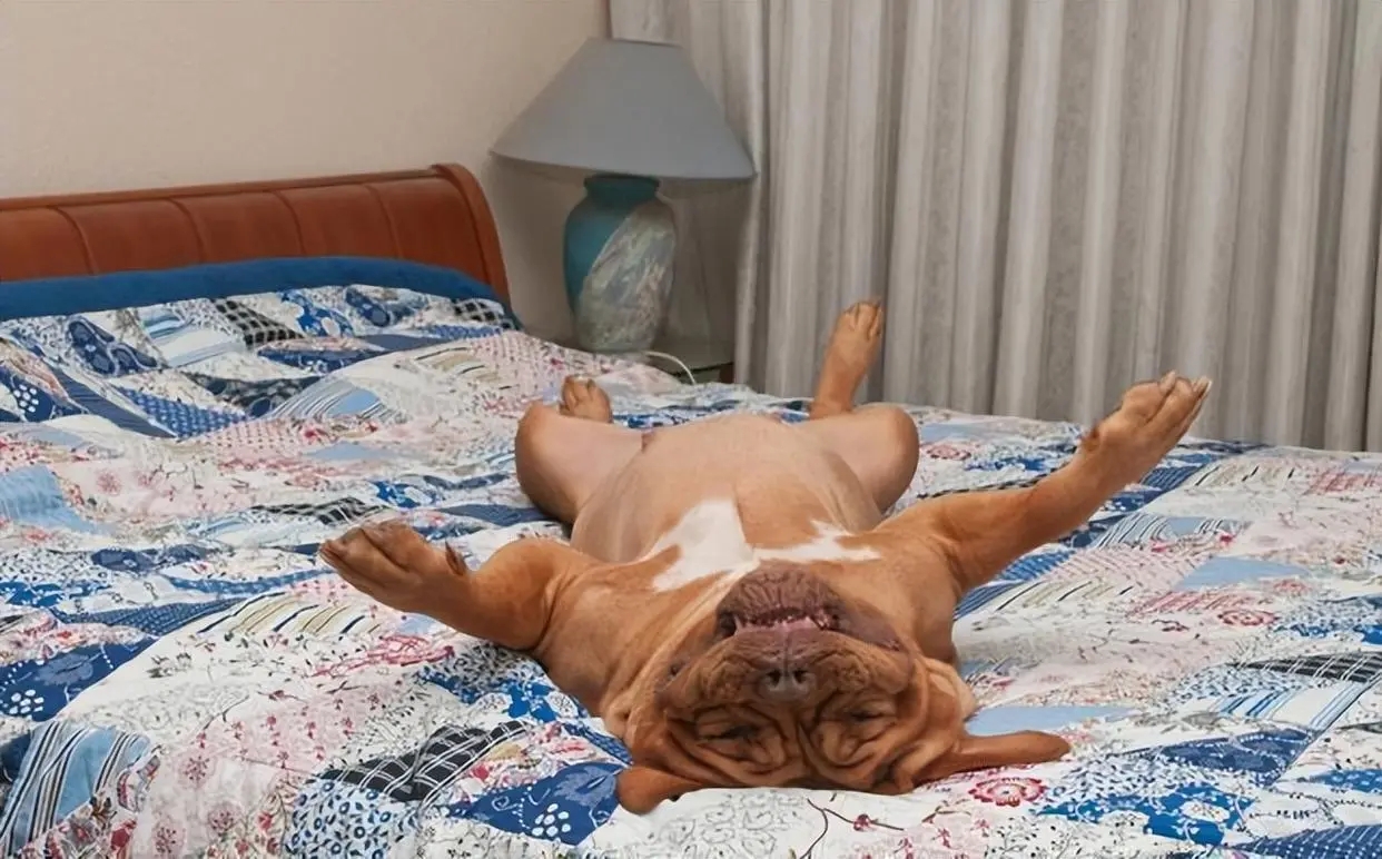 狗狗为什么一摸就拉肚子,狗狗为什么总是露肚皮