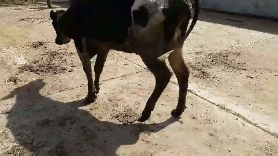 肉牛瘸腿怎么回事,肉牛跛行的病因分析防治措施