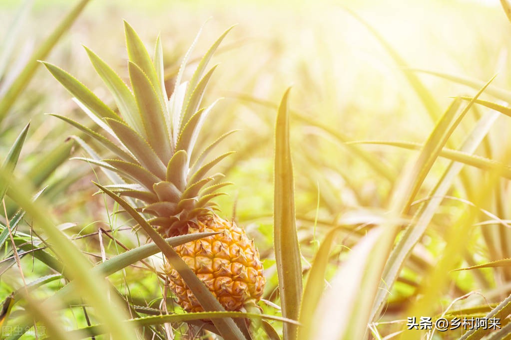 怎样挑选水果视频教程,买水果挑选技巧