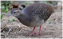 鸟类在分类学中统称为什么,鸟纲分类总表