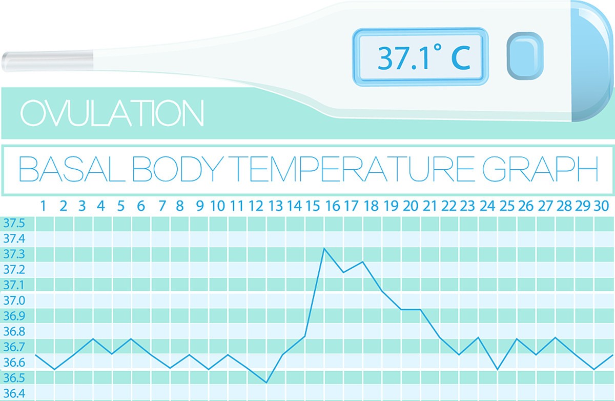 已经是排卵期怎么知道排卵日,排卵期是从哪天开始算是排卵期