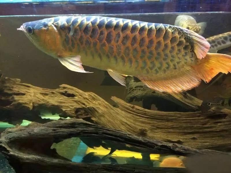 水族爱好者龙鱼,马来买的龙鱼如何带回国内