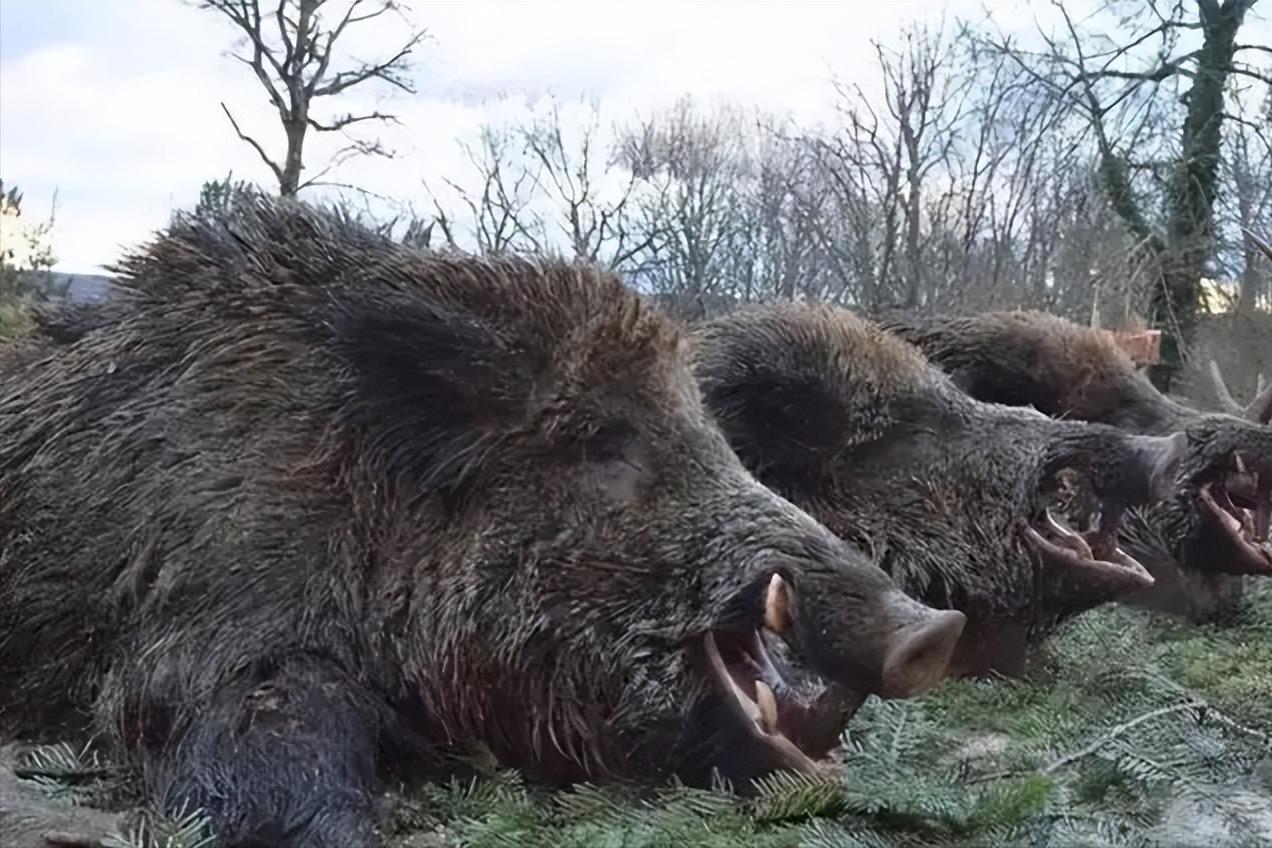 遇到野猪装死有用吗,遇到野猪需要装死吗