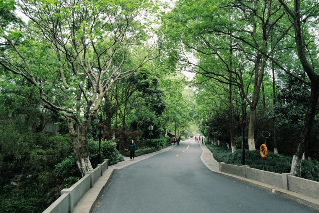 春天的潺潺溪水,春天的顶流