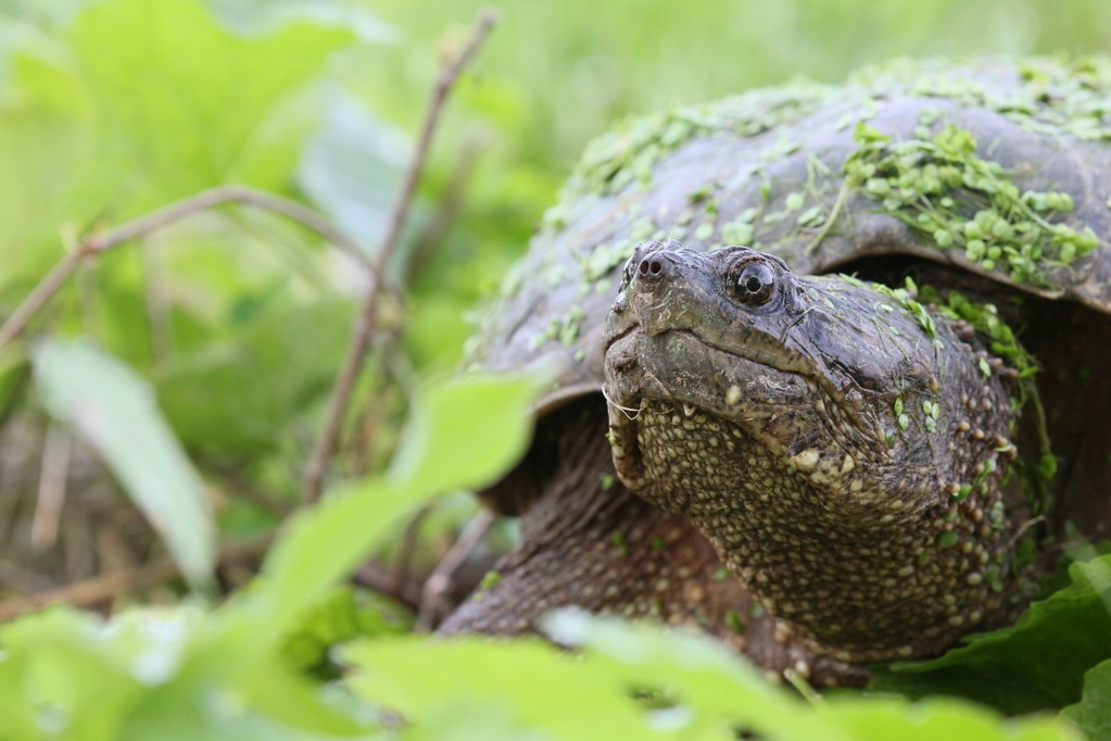 鳄龟养殖方法和注意什么,鳄龟苗子深水饲养方法