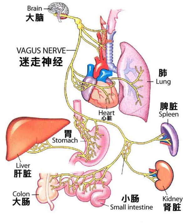 迷走神经调节,缓解迷走神经的方法