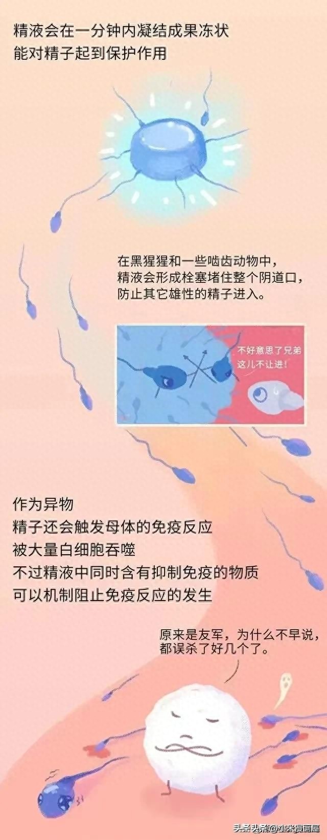 精子进入女性体内的24小时，都经历了什么？漫画