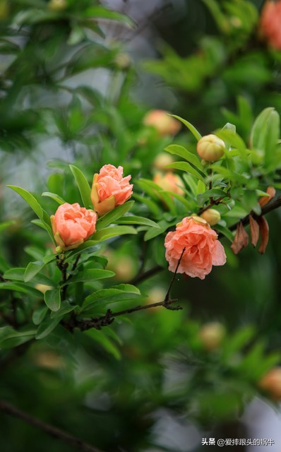 石榴花壁纸生如夏花,石榴花盛开的夏天