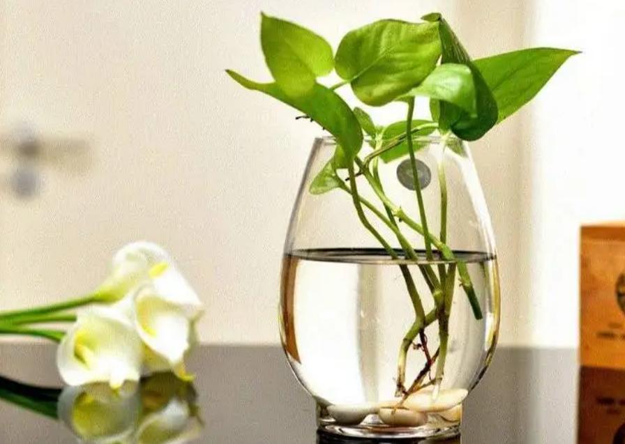 绿萝扦插水培的方法与技巧,绿萝剪枝扦插方法水培教程