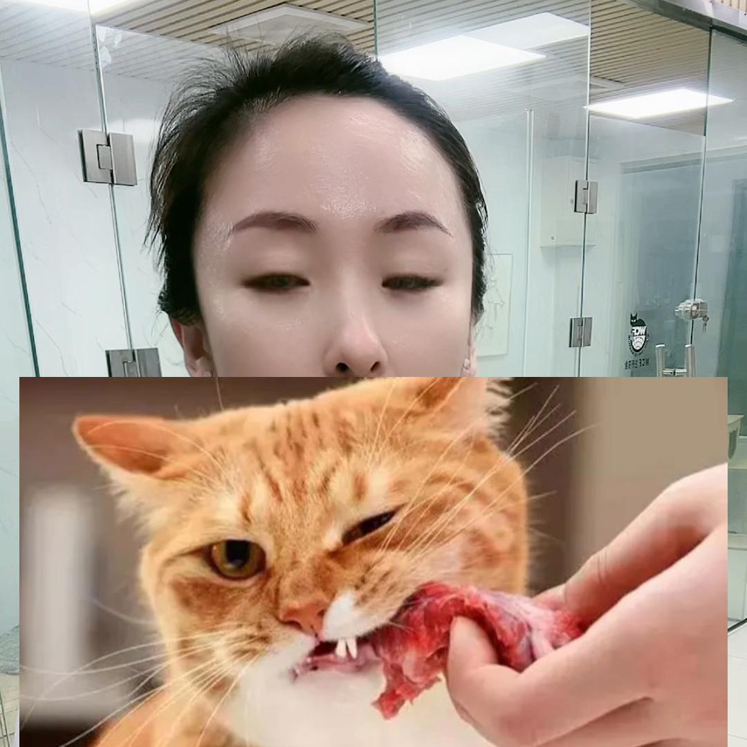 新手养猫小知识养猫必看,养猫平替小技巧