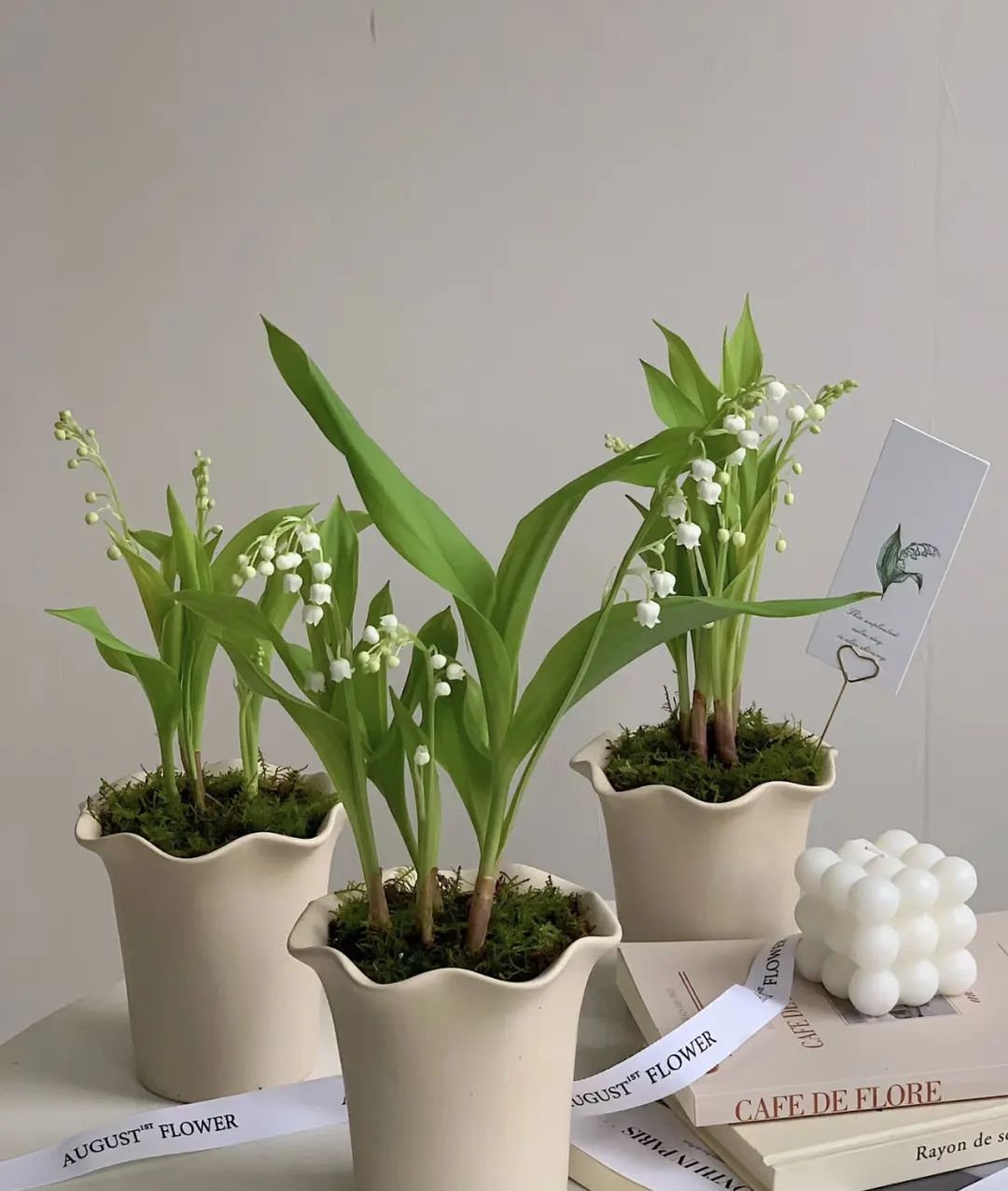 养花就养这几种高端大气上档次,养花养得又好又快的秘诀