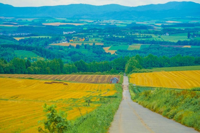 2020年全国耕地及粮食产量,各省耕地面积和粮食产量