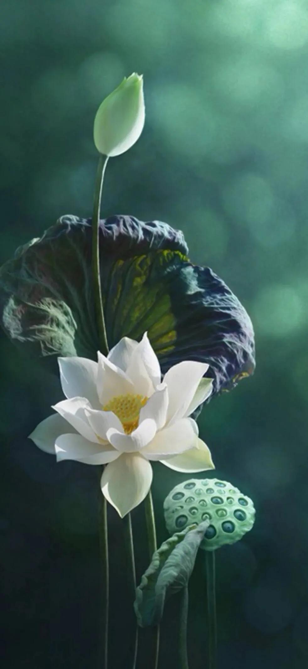 漂亮美丽的荷花壁纸,雨中荷花壁纸荣盛城