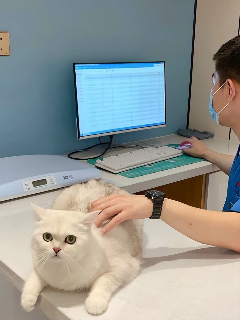 买猫要注意哪几个细节,买猫一般注意哪些问题